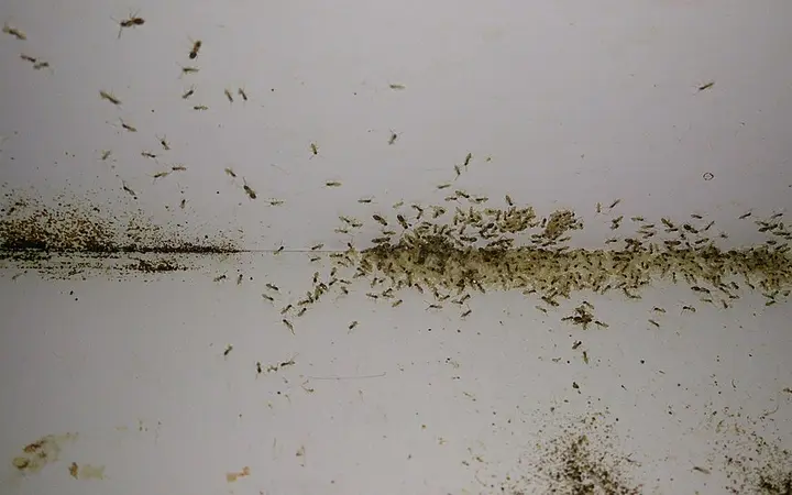 Ants
