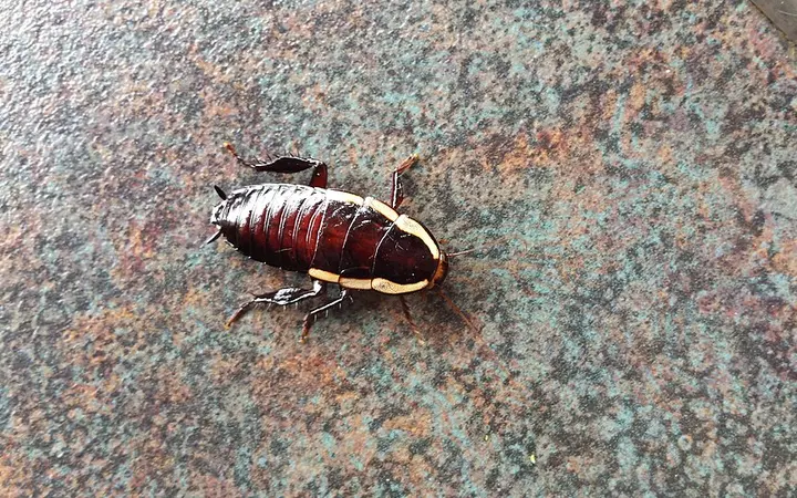 Cockroaches